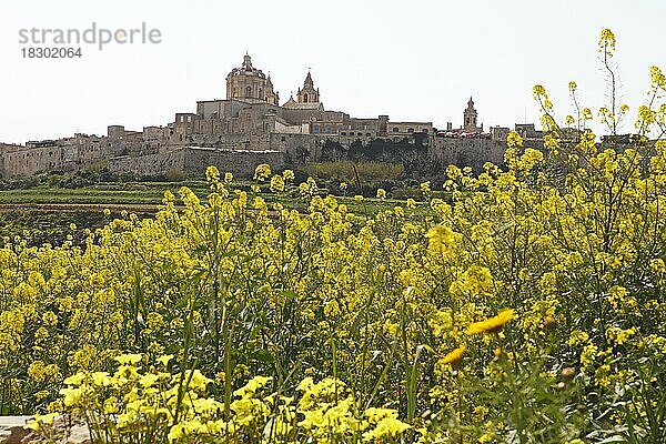 Stadtblick auf die Altstadt  Mdina  Malta  Maltesische Inseln  Europa