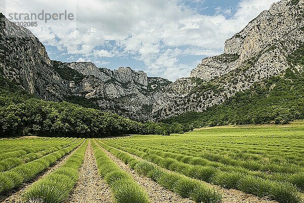 Lavendelfeld und Felsen  Saou  Département Drôme  Auvergne-Rhône-Alpes  Provence  Frankreich  Europa