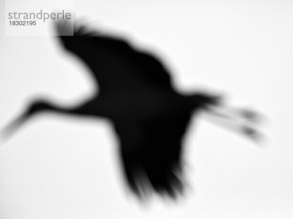 Weißstorch (Ciconia ciconia)  Silhouette vor weißem Hintergrund  unscharf  Schwarzweißaufnahme  Deutschland  Europa