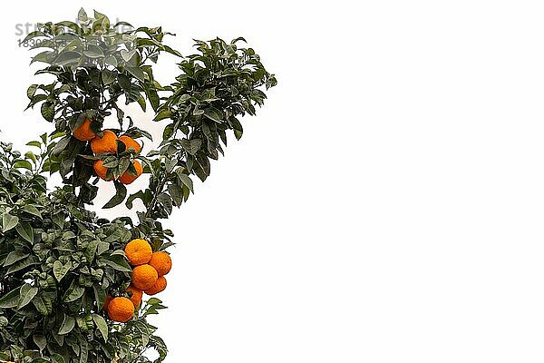 Orangenbaum mit seinen Früchten vor weißem Hintergrund