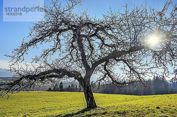 Kahle Äste mit Moos und Flechten  Apfelbaum (Malus) am Mariaberg  Allgäu  Bayern  Deutschland  Europa