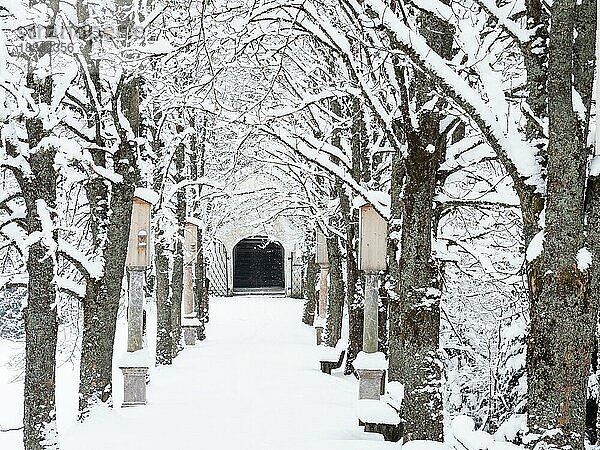 Frischer Schnee  Allee zum Kalvarienberg  Wallfahrtskirche Frauenberg  bei Admont  Steiermark  Österreich  Europa