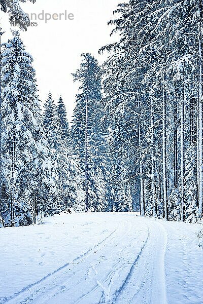 Waldstraße im Winter bei Schnee  Schwarzwald  Deutschland  Europa