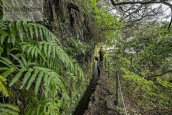Wanderer an einem schmalen Wanderweg entlang einer Levada  in dichtem Wald  Levada do Caldeirão Verde  Parque Florestal das Queimadas  Madeira  Portugal  Europa