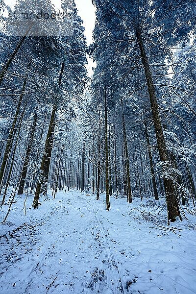 Wald im Winter bei Schnee und Nebel  Schömberg  Schwarzwald  Deutschland  Europa