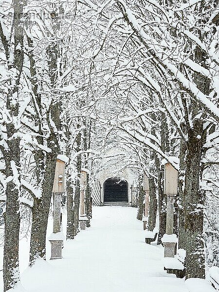 Frischer Schnee  Allee zum Kalvarienberg  Wallfahrtskirche Frauenberg  bei Admont  Steiermark  Österreich  Europa