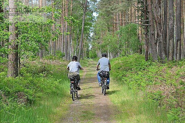 Frau und Mann fahren Fahrrad im Darßer Wald  Mechlenburg-Vorpommern  Deutschland  Europa