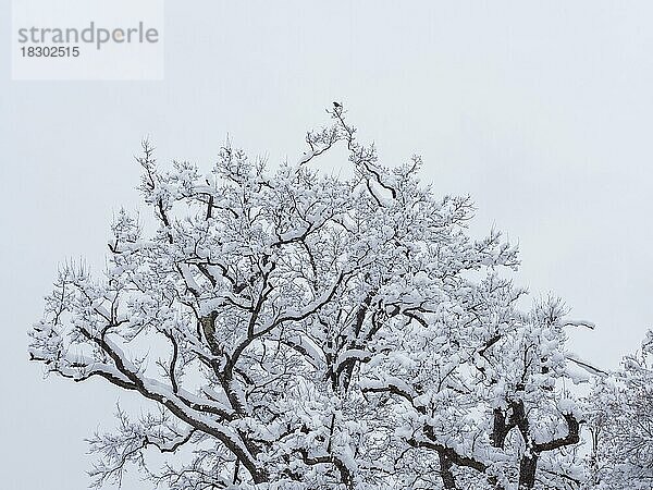 Amsel (Turdus merula) in Winterlandschaft  frischer Schnee  Äste sind mit Schnee bedeckt  Admont  Steiermark  Österreich  Europa