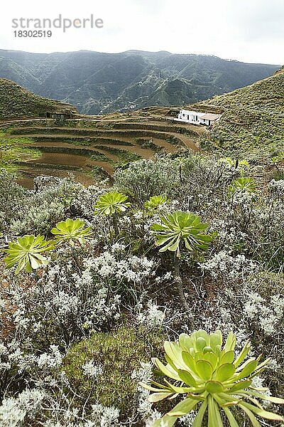 Terassenfelder im Anaga-Gebirge  Teneriffa  Kanarische Inseln  Spanien  Europa