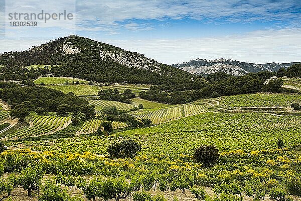 Dentelles de Montmirail  Département Vaucluse  Provence  Provence-Alpes-Côte dAzur  Frankreich  Europa