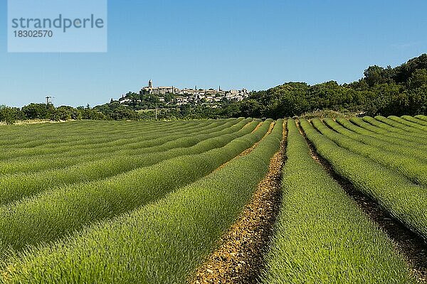 Mittelalterliches Dorf und Lavendelfeld  La Garde-Adhémar  Département Drôme  Provence  Provence-Alpes-Côte dAzur  Frankreich  Europa