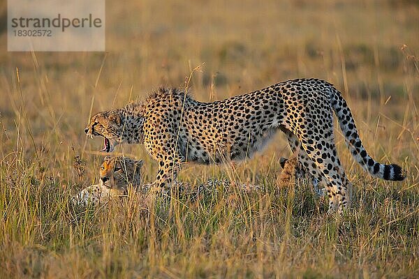 Gepard (Acinonyx jubatus) Kenia