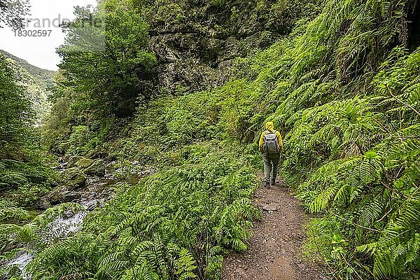 Wanderer auf dem Wanderweg zwischen Farnen  Levada do Caldeirão Verde  Parque Florestal das Queimadas  Madeira  Portugal  Europa