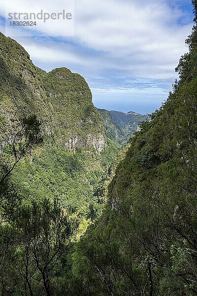 Ausblick auf steile bewaldete Berge  Levada do Caldeirão Verde  Parque Florestal das Queimadas  Madeira  Portugal  Europa