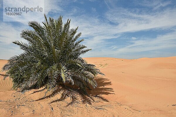 Pflanze in der Sandwüste bei Dubai  Vereinigten Arabischen Emirate