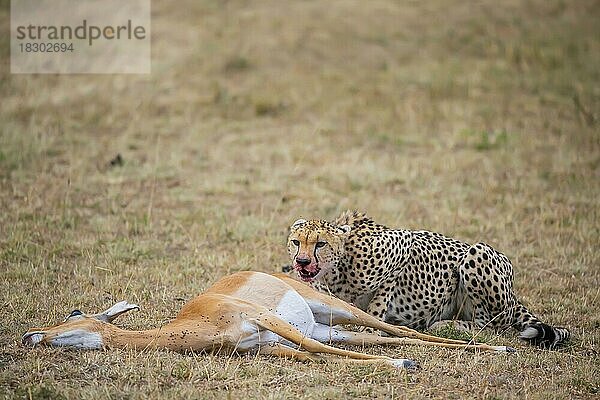 Gepard (Acinonyx jubatus) erbeutet Impala (Aepyceros melampus) Kenia