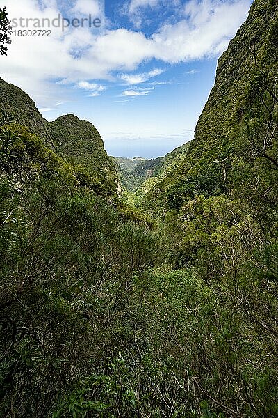 Ausblick auf steile bewaldete Berge  Levada do Caldeirão Verde  Parque Florestal das Queimadas  Madeira  Portugal  Europa