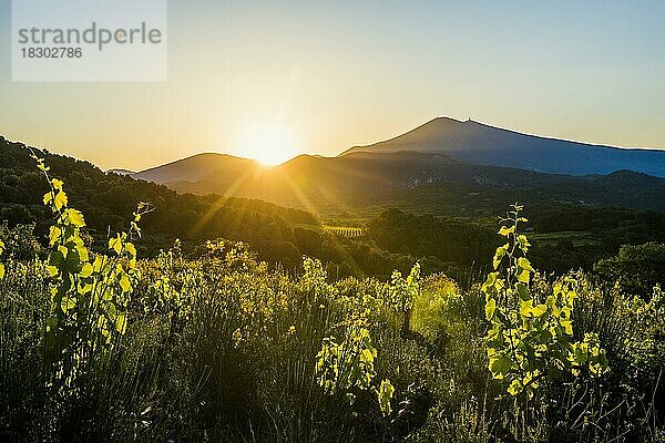 Mont Ventoux  Sonnenaufgang  Dentelles de Montmirail  Département Vaucluse  Provence  Provence-Alpes-Côte dAzur  Frankreich  Europa