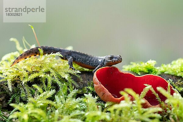 Bergmolch (Ichthyosaura alpestris)  Männchen läuft auf Totholz aus dem ein Scharlachroter Kelchbecherling (Sarcoscypha coccinea) wächst  Velbert  Nordrhein-Westfalen Deutschland