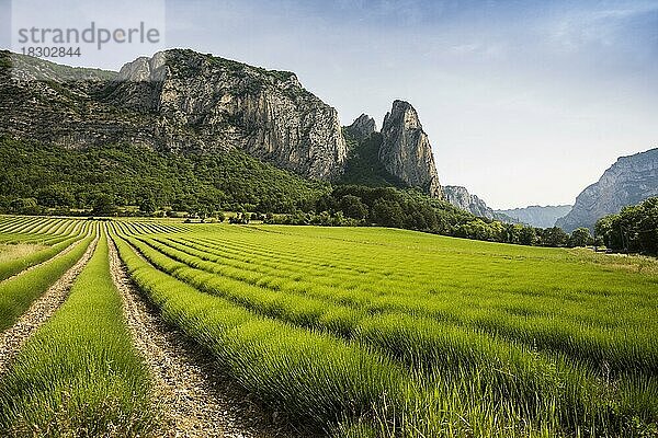 Lavendelfeld und Felsen  Saou  Département Drôme  Auvergne-Rhône-Alpes  Provence  Frankreich  Europa