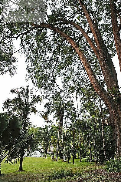 Tembusu Bäume (Fagraea fragrans) im Botanischen Garten oder Singapore Botanic Gardens  Singapur  Asien