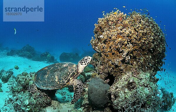 Echte Karettschildkröte (Eretmochelys imbricata) an einem Korallenblock mit kleinen Barschen  in Palawan  Philippinen  Asien