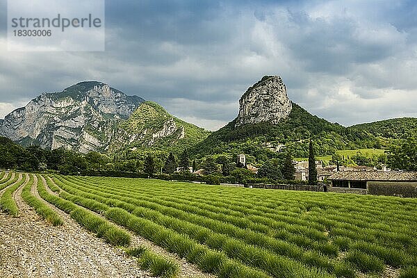 Mittelalterliches Dorf mit Lavendelfeld und Felsen  Saou  Département Drôme  Auvergne-Rhône-Alpes  Provence  Frankreich  Europa