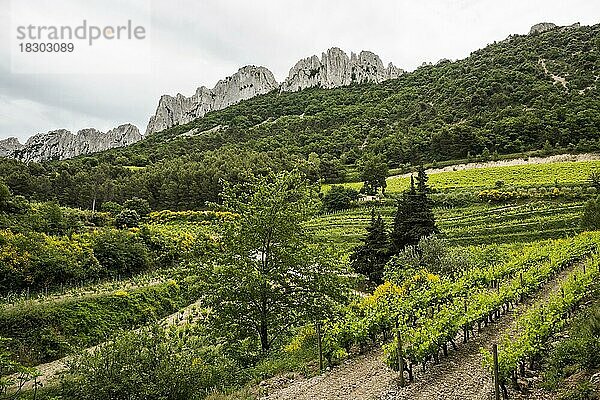 Dentelles de Montmirail  Département Vaucluse  Provence  Provence-Alpes-Côte dAzur  Frankreich  Europa