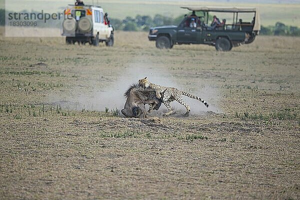 Gepard (Acinonyx jubatus) Five boys (sind eine Koalition von 5 männlichen Geparden) töten ein Gnukalb Kenia