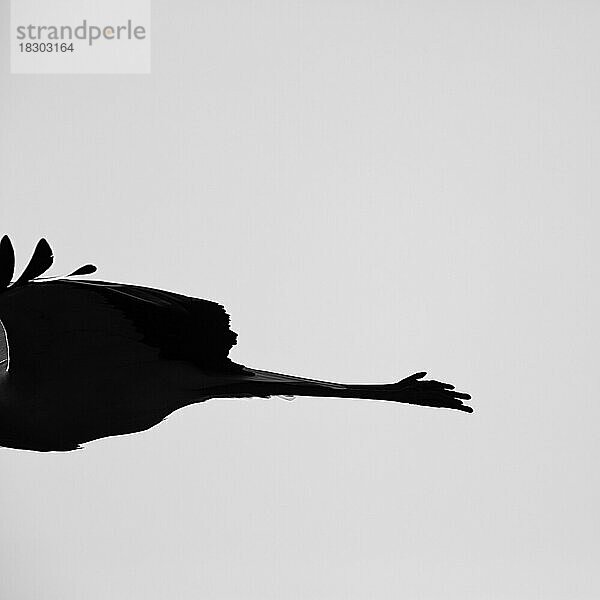 Weißstorch (Ciconia ciconia)  Detailaufnahme der Beine im Flug  Silhouette vor grauem Hintergrund  Schwarzweißaufnahme  Deutschland  Europa