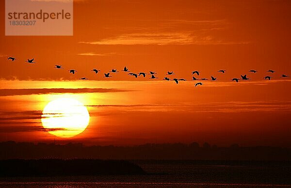 Kraniche (Grus grus) fliegen bei Sonnenaufgang auf dem Darß  Mecklenburg-Vorpommern  Deutschland  Europa
