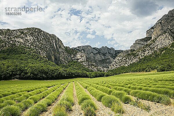 Lavendelfeld und Felsen  Saou  Département Drôme  Auvergne-Rhône-Alpes  Provence  Frankreich  Europa