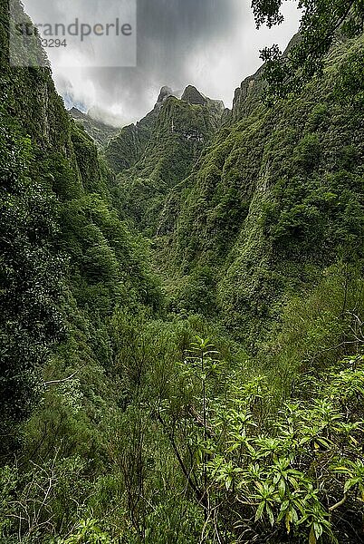 Ausblick auf steile bewaldete wolkenverhangene Berge  Levada do Caldeirão Verde  Parque Florestal das Queimadas  Madeira  Portugal  Europa