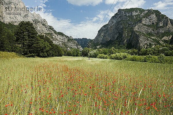 Mohnfeld und Felsen  Saou  Département Drôme  Auvergne-Rhône-Alpes  Provence  Frankreich  Europa