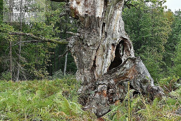 Gerichtseiche (Quercus)  alte Eiche im Adlerfarn (Pteridium aquilinum)  im Urwald Sababurg  Nordhessen  Deutschland  Europa