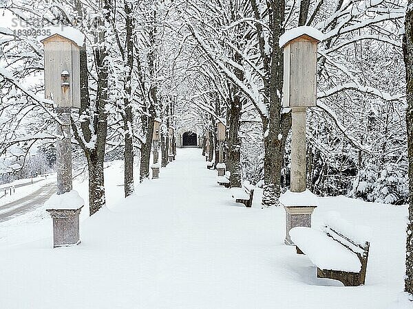 Frischer Schnee  Allee zum Kalvarienberg  Wallfahrtskirche Frauenberg  bei Admont  Steiermark  Österreich  Europa