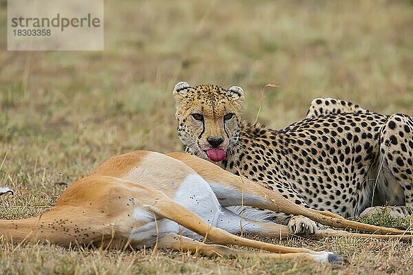 Gepard (Acinonyx jubatus) erbeutet Impala (Aepyceros melampus) Kenia