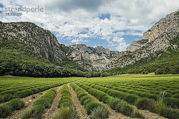 Lavendelfeld und Felsen  Saou  Département Drôme  Auvergne-Rhône-Alpes  Provence  Frankreich  Europa