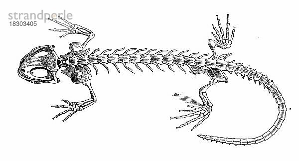 Reptilien  Skelett des Erdsalamander  Historisch  digital restaurierte Reproduktion von einer Vorlage aus dem 19. Jahrhundert