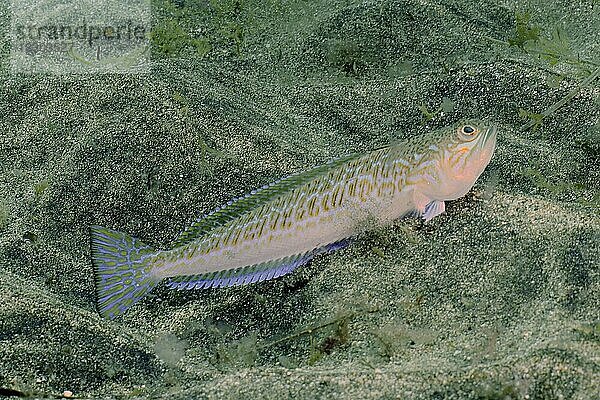 Petermännchen (Trachinus draco)  Tauchplatz Meeresschutzgebiet El Cabron  Arinaga  Gran Canaria  Spanien  Atlantik  Europa