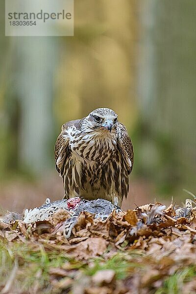 Sakerfalke (falco cherrug)  mit Beute auf Waldboden