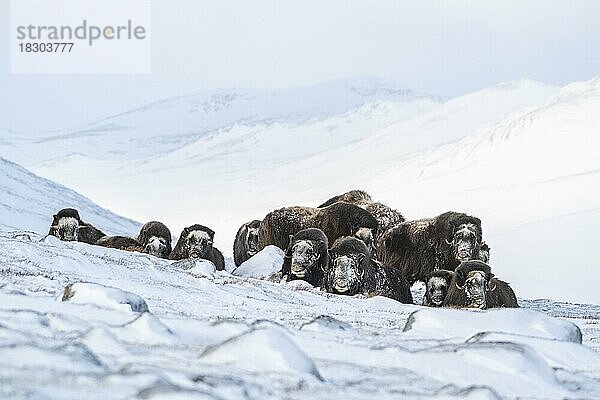 Moschusochsen (Ovibos moschatus)  Gruppe im Schnee  Dovrefjell-Sunndalsfjella-Nationalpark  Norwegen  Europa