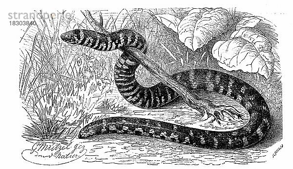 Reptilien  Rotschwanz-Walzenschlange (Anguis ruffa)  Cylindrophis ruffus  Syn.  auch Rote Walzenschlange genannt  ist eine ungiftige Schlangenart aus der Familie der Walzenschlangen  Historisch  digital restaurierte Reproduktion von einer Vorlage aus dem 19. Jahrhundert