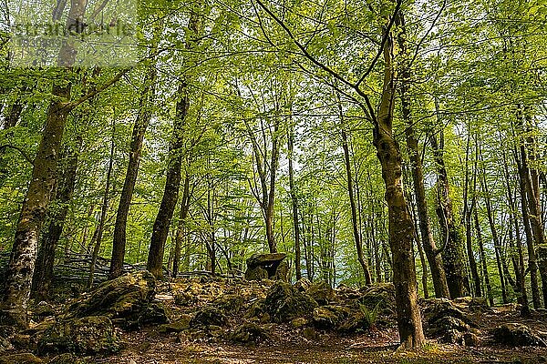 Schöner Dolmen unter einem der Bäume im Baskenland. Errenteria  Gipuzkoa
