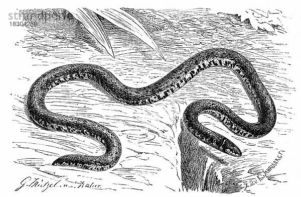 Reptilien  Zwergschlange  Linnes Dwarf Snake  Calamaria linnaei  Historisch  digital restaurierte Reproduktion von einer Vorlage aus dem 19. Jahrhundert