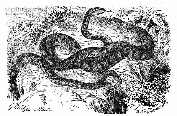 Reptilien  Europäische Katzennatter (Telescopus fallax) ist eine Art der Nattern  Historisch  digital restaurierte Reproduktion von einer Vorlage aus dem 19. Jahrhundert