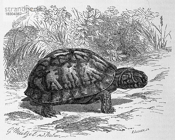 Reptilien  Carolina-Dosenschildkröte (Terrapene carolina) carolina  eine Gattung aus der Unterordnung der Halsberger-Schildkröten  Historisch  digital restaurierte Reproduktion von einer Vorlage aus dem 19. Jahrhundert