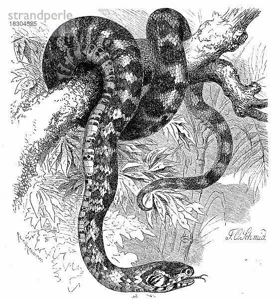Reptilien  Panthernatter  Otyas pantherinus  Historisch  digital restaurierte Reproduktion von einer Vorlage aus dem 19. Jahrhundert