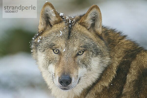 Wolf (Canis lupus)  adult  wachsam  Porträt  Winter  captive  Hessen  Deutschland  Europa