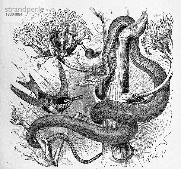 Reptilien  Glanzspitzschlange  Spitznatter (Oxybelis fulgidus)  Historisch  digital restaurierte Reproduktion von einer Vorlage aus dem 19. Jahrhundert